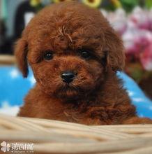 泰迪熊在线观看更多,解锁更多精彩瞬间，重温温馨感动  第2张